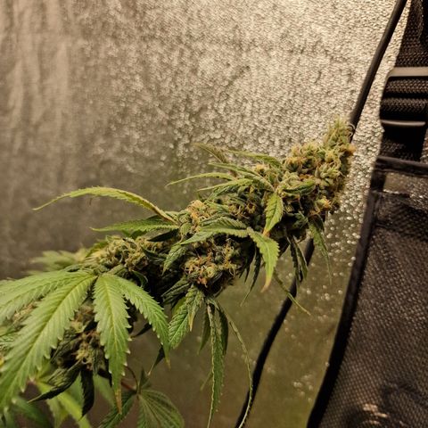 Schokohase  growlog timeline photo