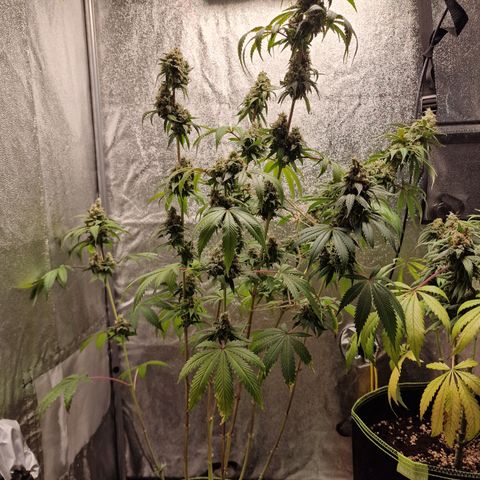 Schokohase  growlog timeline photo