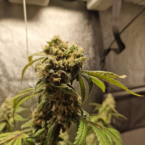 Schokohase  growlog timeline photo