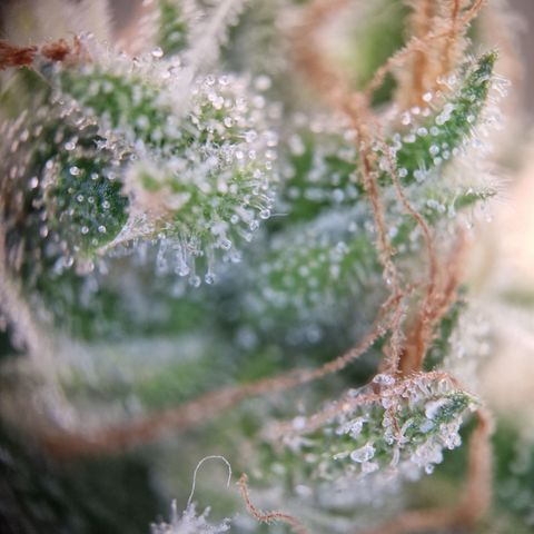 Schokohase  growlog timeline photo