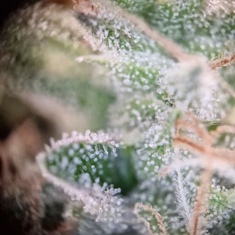 Schokohase  growlog timeline photo
