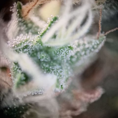 Schokohase  growlog timeline photo