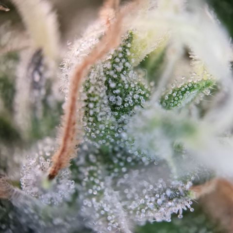 Schokohase  growlog timeline photo