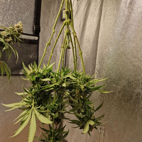 Kalini Asia growlog timeline photo