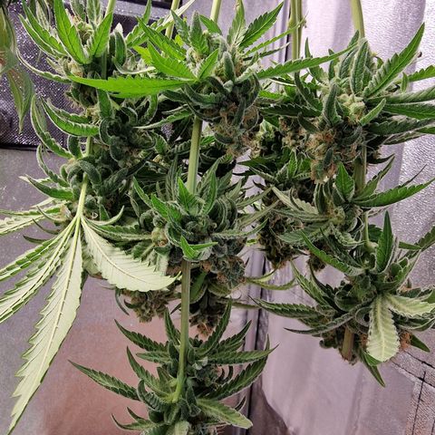 Kalini Asia growlog timeline photo