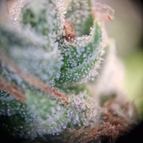 Schokohase  growlog photo: Beinahe ausgereift.
48h Dunkelheit?