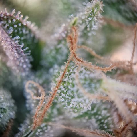 Schokohase  growlog photo: Beinahe ausgereift.
48h Dunkelheit?