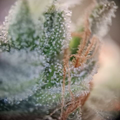 Schokohase  growlog photo: Beinahe ausgereift.
48h Dunkelheit?