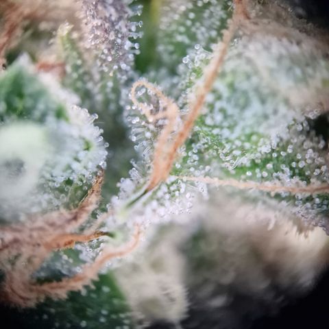 Schokohase  growlog photo: Beinahe ausgereift.
48h Dunkelheit?