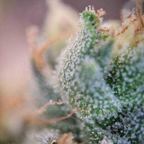 Schokohase  growlog photo: Beinahe ausgereift.
48h Dunkelheit?