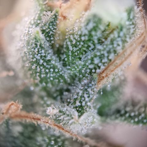 Schokohase  growlog photo: Beinahe ausgereift.
48h Dunkelheit?