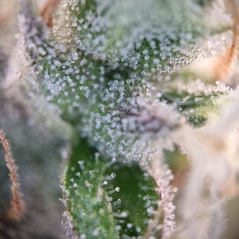Schokohase  growlog photo: Beinahe ausgereift.
48h Dunkelheit?