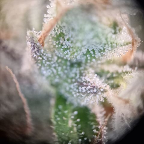 Schokohase  growlog photo: Beinahe ausgereift.
48h Dunkelheit?