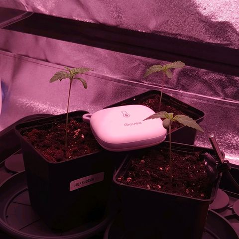 Pulp Fiction  growlog timeline photo