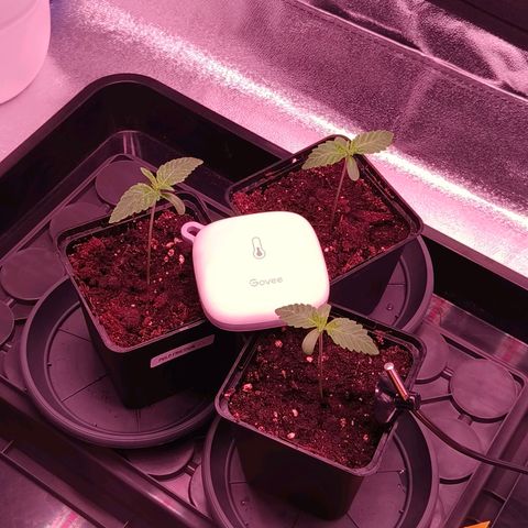 Pulp Fiction  growlog timeline photo