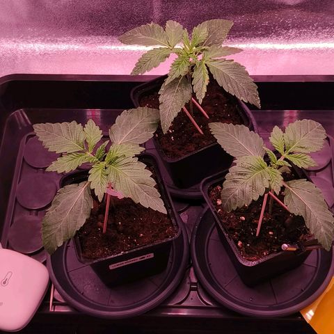 Pulp Fiction  growlog timeline photo