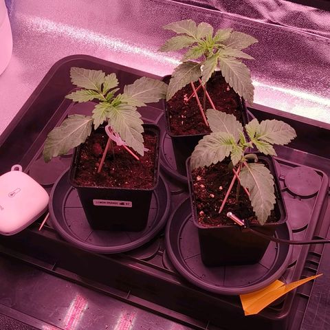 Lemon Orange #1 growlog timeline photo