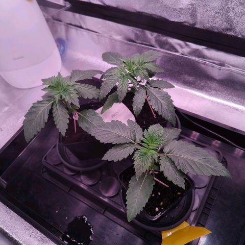 Pulp Fiction  growlog timeline photo