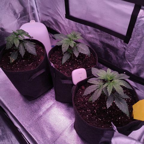 Pulp Fiction  growlog timeline photo