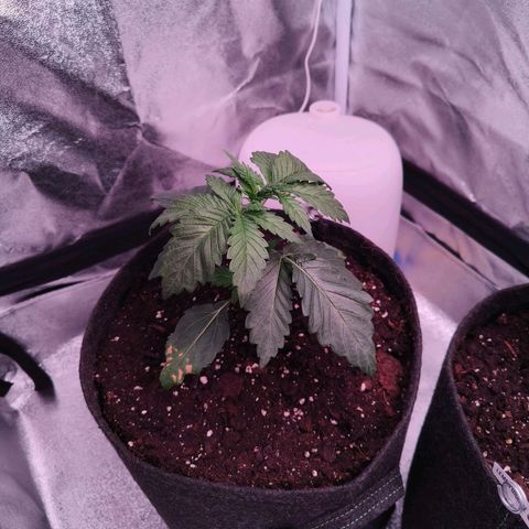 Lemon Orange #2 growlog timeline photo