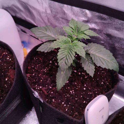 Pulp Fiction  growlog timeline photo