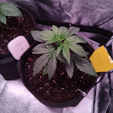 Lemon Orange #1 growlog timeline photo