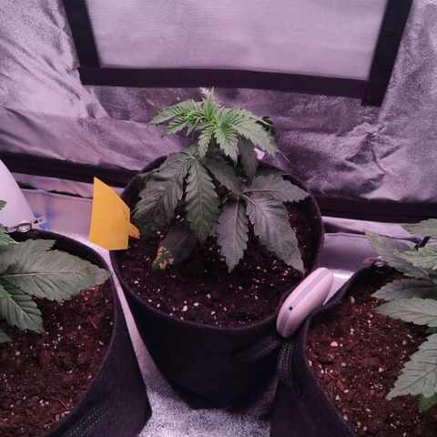 Lemon Orange #2 growlog timeline photo