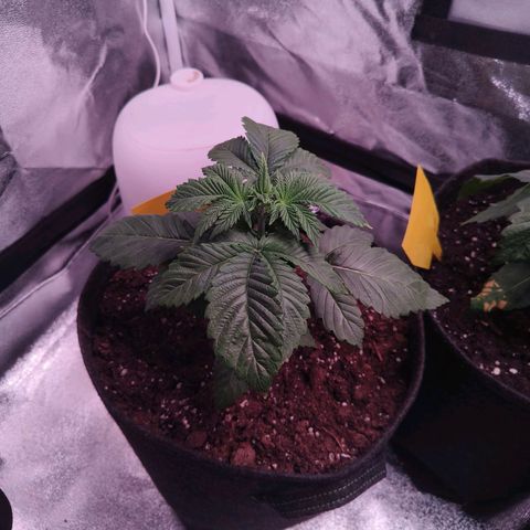 Lemon Orange #1 growlog timeline photo