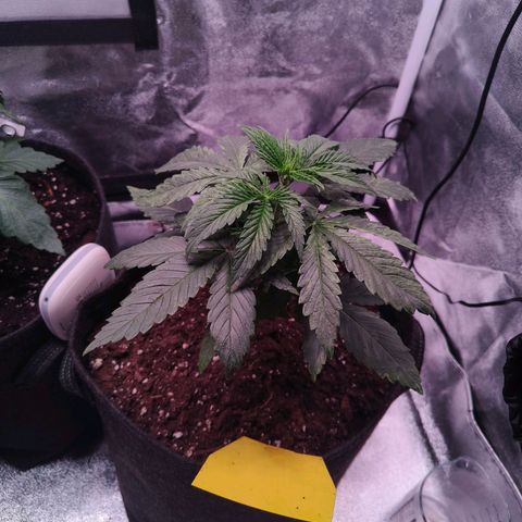 Pulp Fiction  growlog timeline photo