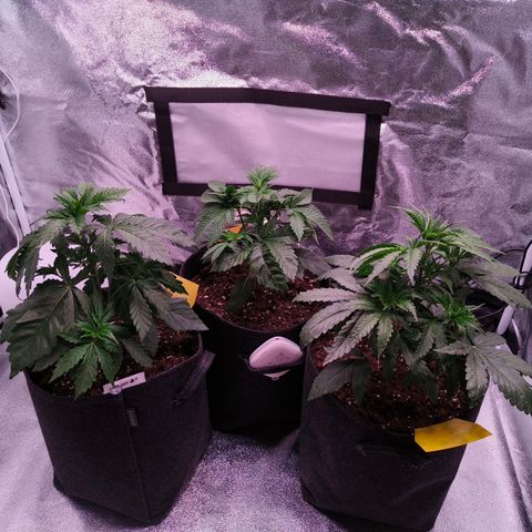 Pulp Fiction  growlog photo: Fan leaves going down for new branches