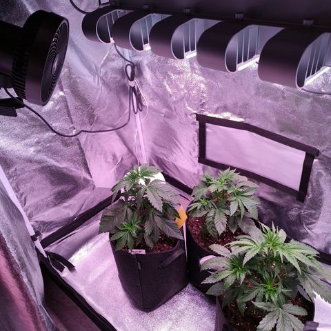 Pulp Fiction  growlog photo: Fan leaves going down for new branches