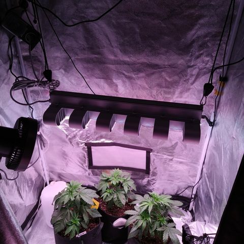 Pulp Fiction  growlog photo: Fan leaves going down for new branches