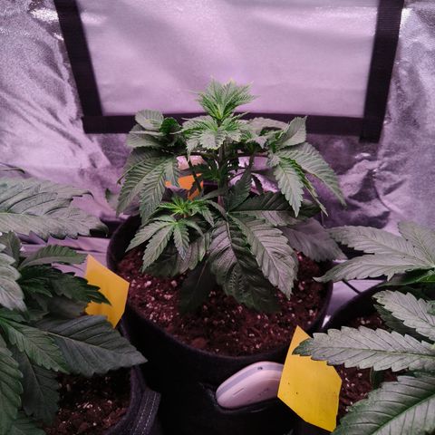 Lemon Orange #1 growlog timeline photo