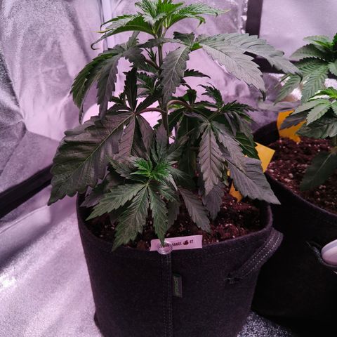 Lemon Orange #2 growlog timeline photo