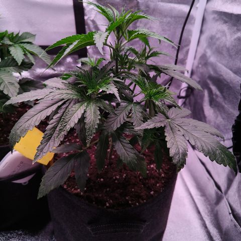 Pulp Fiction  growlog timeline photo