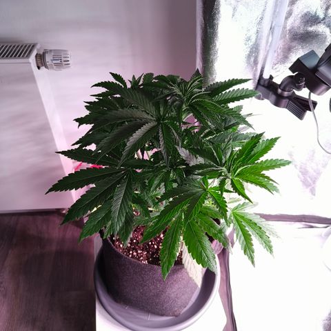 Pulp Fiction  growlog timeline photo