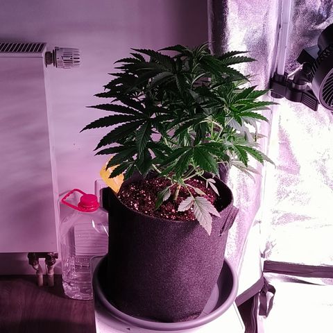 Pulp Fiction  growlog timeline photo