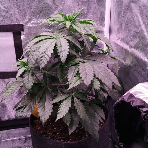 Lemon Orange #2 growlog timeline photo