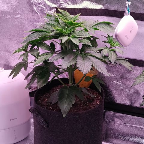 Lemon Orange #1 growlog timeline photo