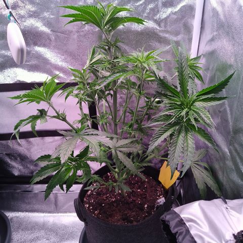 Pulp Fiction  growlog timeline photo