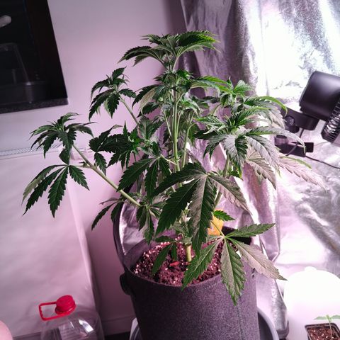Lemon Orange #2 growlog timeline photo