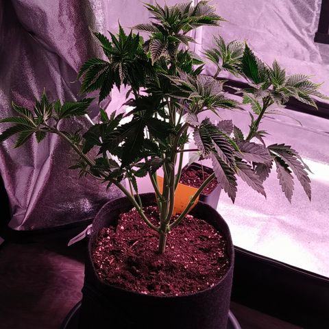 Lemon Orange #1 growlog timeline photo