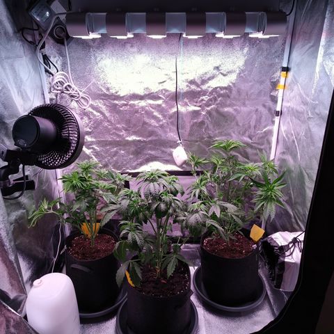Pulp Fiction  growlog timeline photo