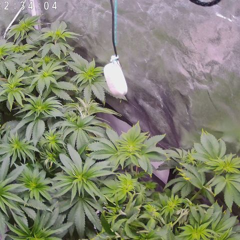 Pulp Fiction  growlog timeline photo