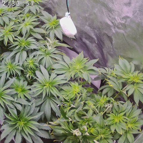 Pulp Fiction  growlog timeline photo