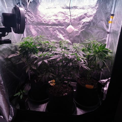 Pulp Fiction  growlog timeline photo