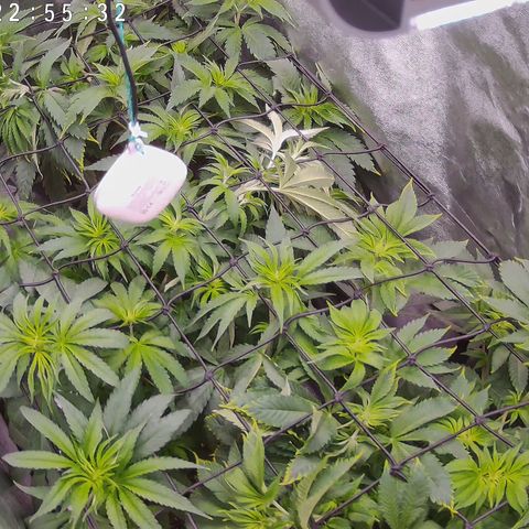 Pulp Fiction  growlog timeline photo