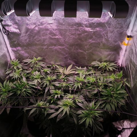 Pulp Fiction  growlog timeline photo