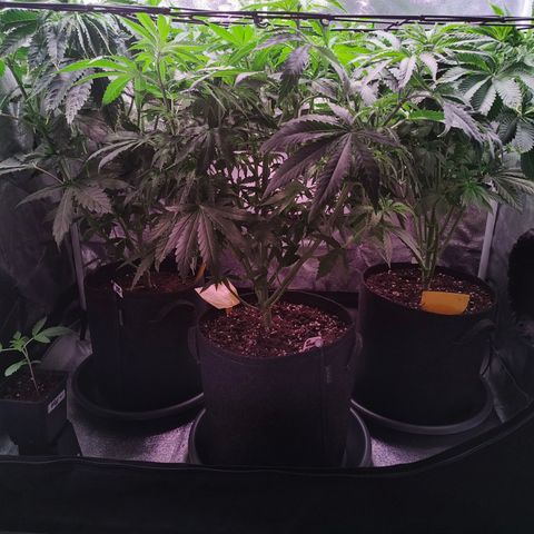 Pulp Fiction  growlog timeline photo