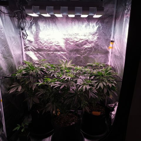 Pulp Fiction  growlog timeline photo